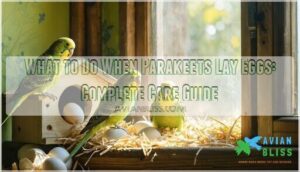 what to do when parakeets lay eggs