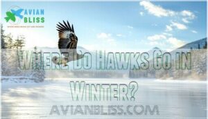 where do hawks go in winter