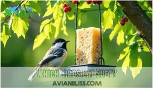 which birds eat suet