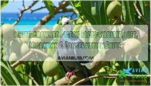 white crowned pigeon