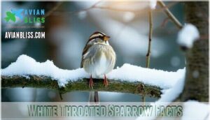 white throated sparrow facts