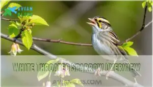 white throated sparrow overview