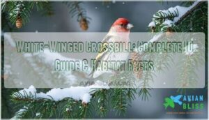 white winged crossbill