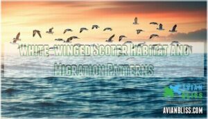 white-winged scoter habitat and migration patterns