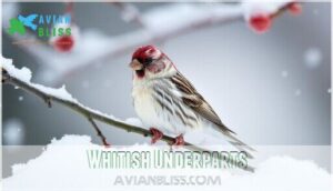 whitish underparts whitish underparts