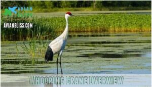 whooping crane overview