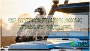 why are vultures attracted to rubber on vehicles