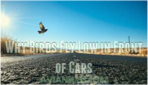 why birds fly low in front of cars