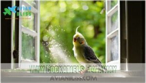 why cockatiels fly away