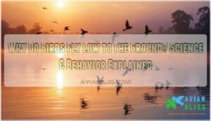 why do birds fly low to the ground
