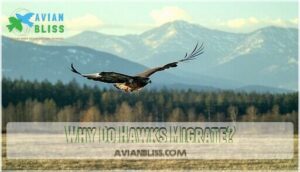 why do hawks migrate