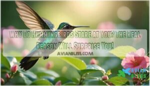 why do hummingbirds stare at you