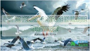 why do pelicans engage in unique behaviors