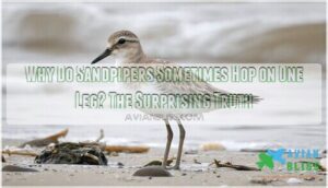 why do sandpipers sometimes hop on one leg