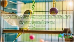 why does my bird stretch when he sees me