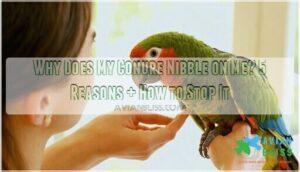 why does my conure nibble on me