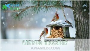 why feed birds suet