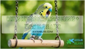 why is my bird panting