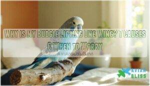 why is my budgie lifting one wing