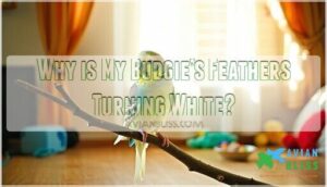 why is my budgies feathers turning white