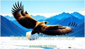 wing shape and flight patterns