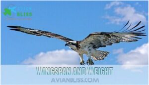 wingspan and weight