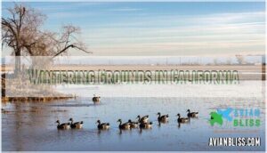 wintering grounds in california