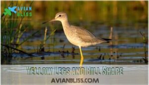 yellow legs and bill shape