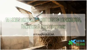 14 birds that make mud nests