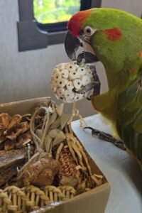 2 in 1 Parrot Toys, B0F2N9F683