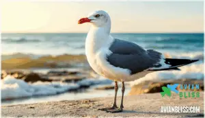 adult plumage and coloration