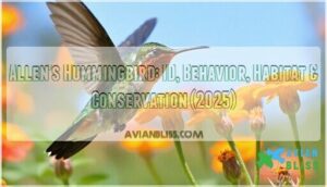 allens hummingbird