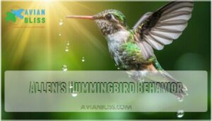 allen's hummingbird behavior