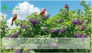 american beautyberry
