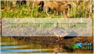 american black duck identification