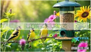 american goldfinch american goldfinch