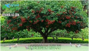 american holly