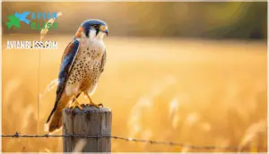 american kestrel overview american kestrel overview
