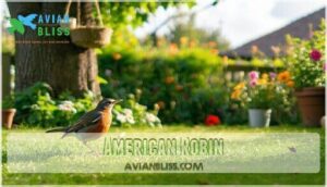 american robin american robin