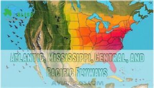atlantic, mississippi, central, and pacific flyways
