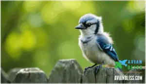 baby blue jay behavior and development