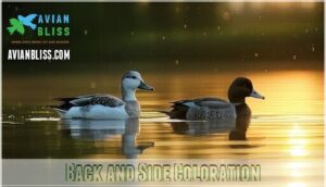 back and side coloration