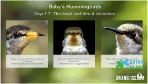 beak and throat color changes