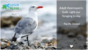 bill, legs, and size details