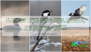 black and white birds