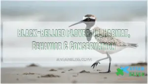 black bellied plover