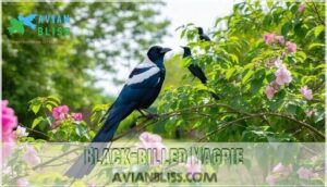 black-billed magpie black-billed magpie