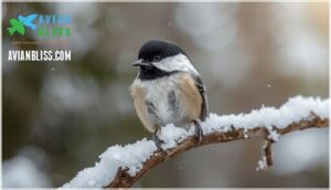 black-capped chickadee features