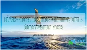 black footed albatross