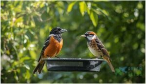 black-headed grosbeak vs. spotted towhee